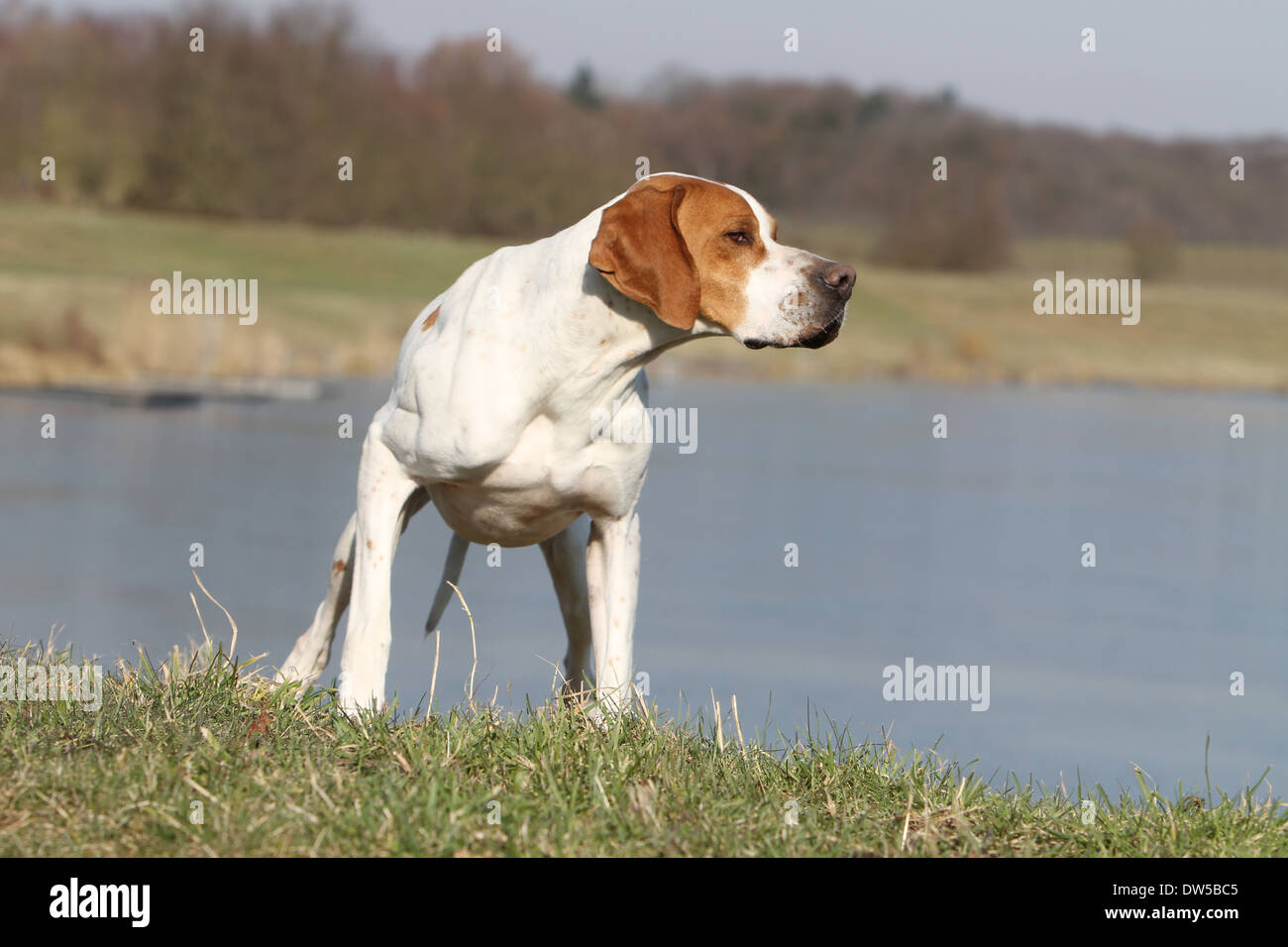 Cane puntatore inglese / adulti rivolta verso il bordo di un lago Foto Stock