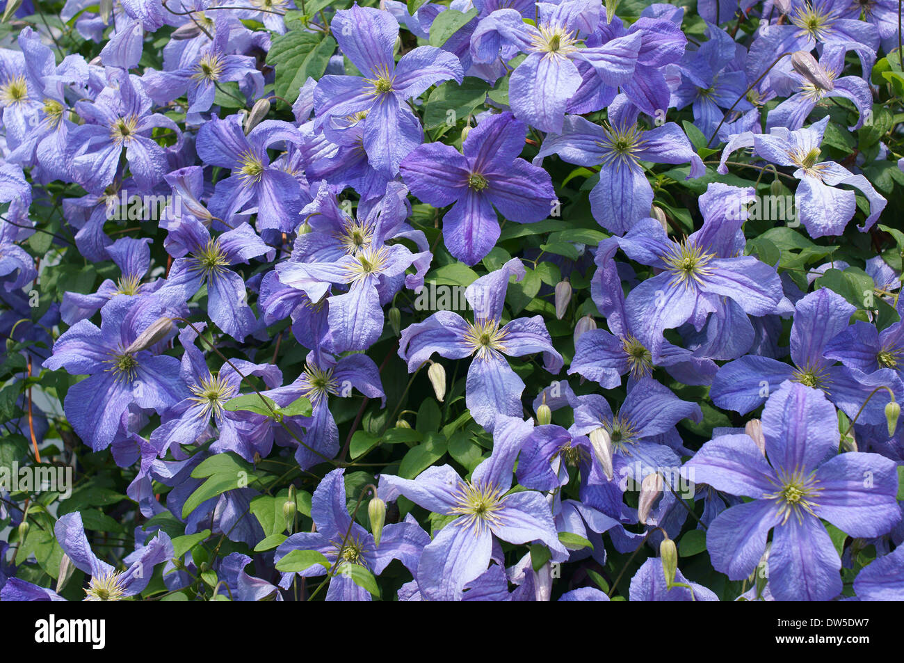 Viola la clematide fiori Foto Stock