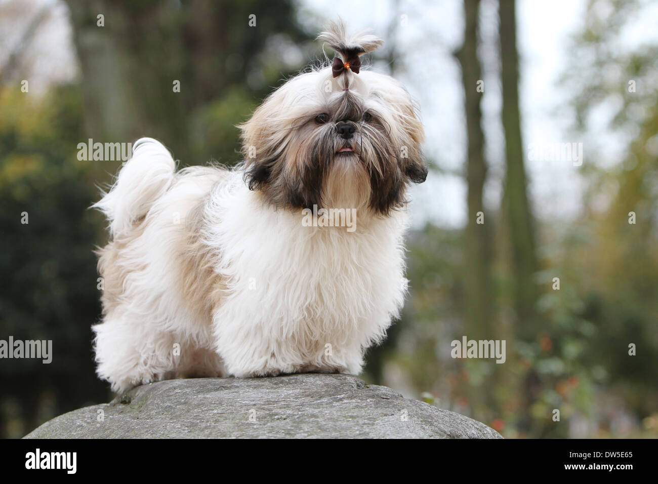 Shih Tzu cane / giovani in piedi su una roccia Foto Stock