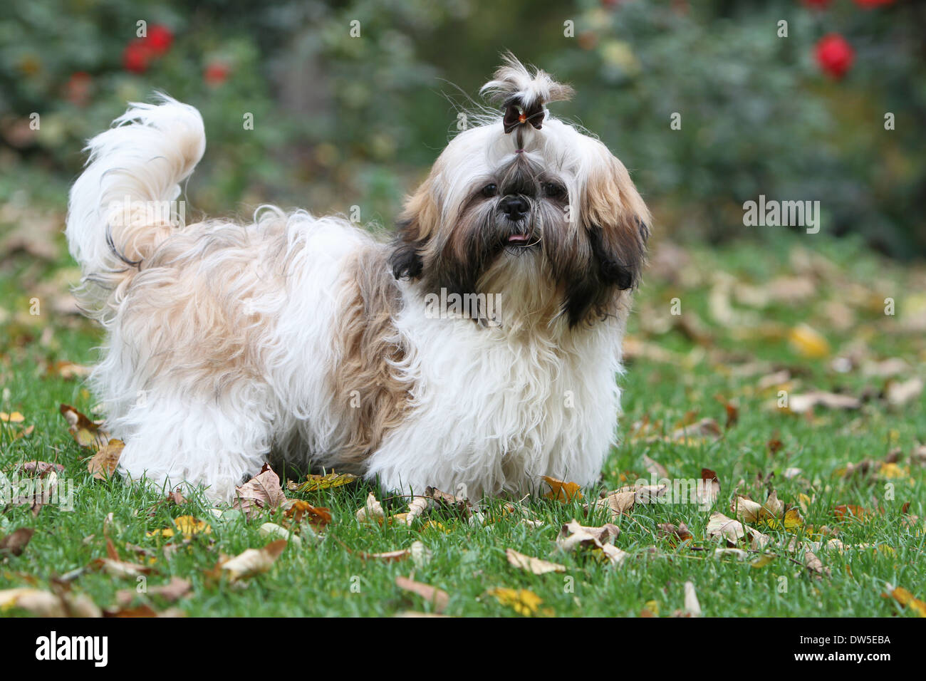 Shih Tzu cane / adulti in piedi in un parco Foto Stock