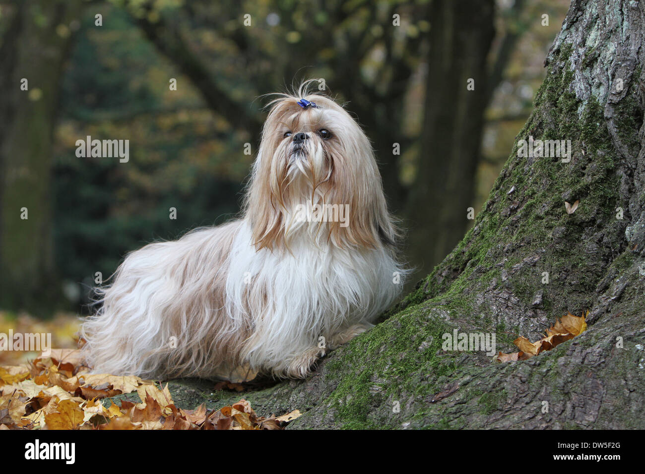 Shih Tzu cane / adulti in piedi in un parco Foto Stock