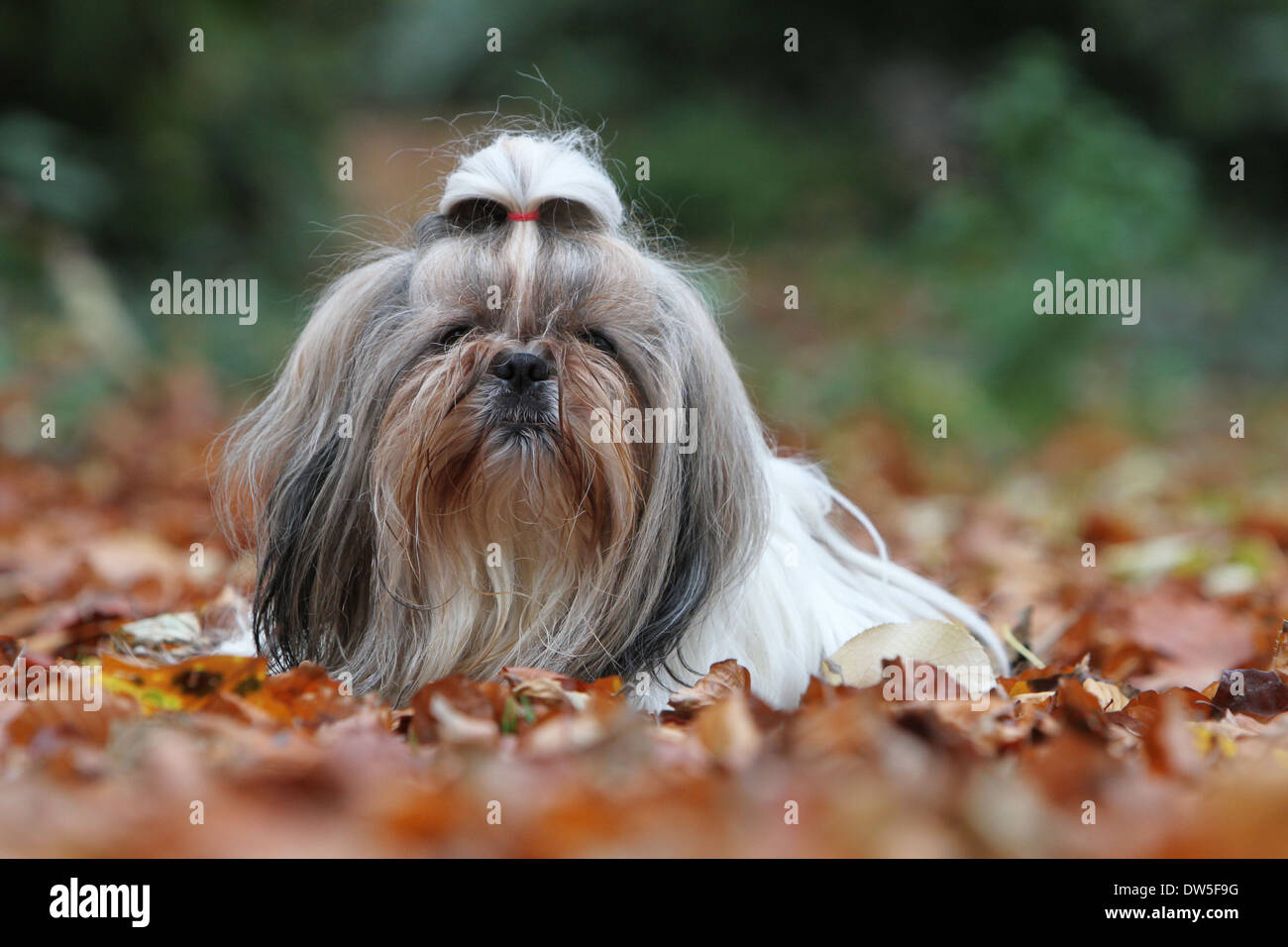 Shih Tzu cane / adulto giacente in un parco Foto Stock