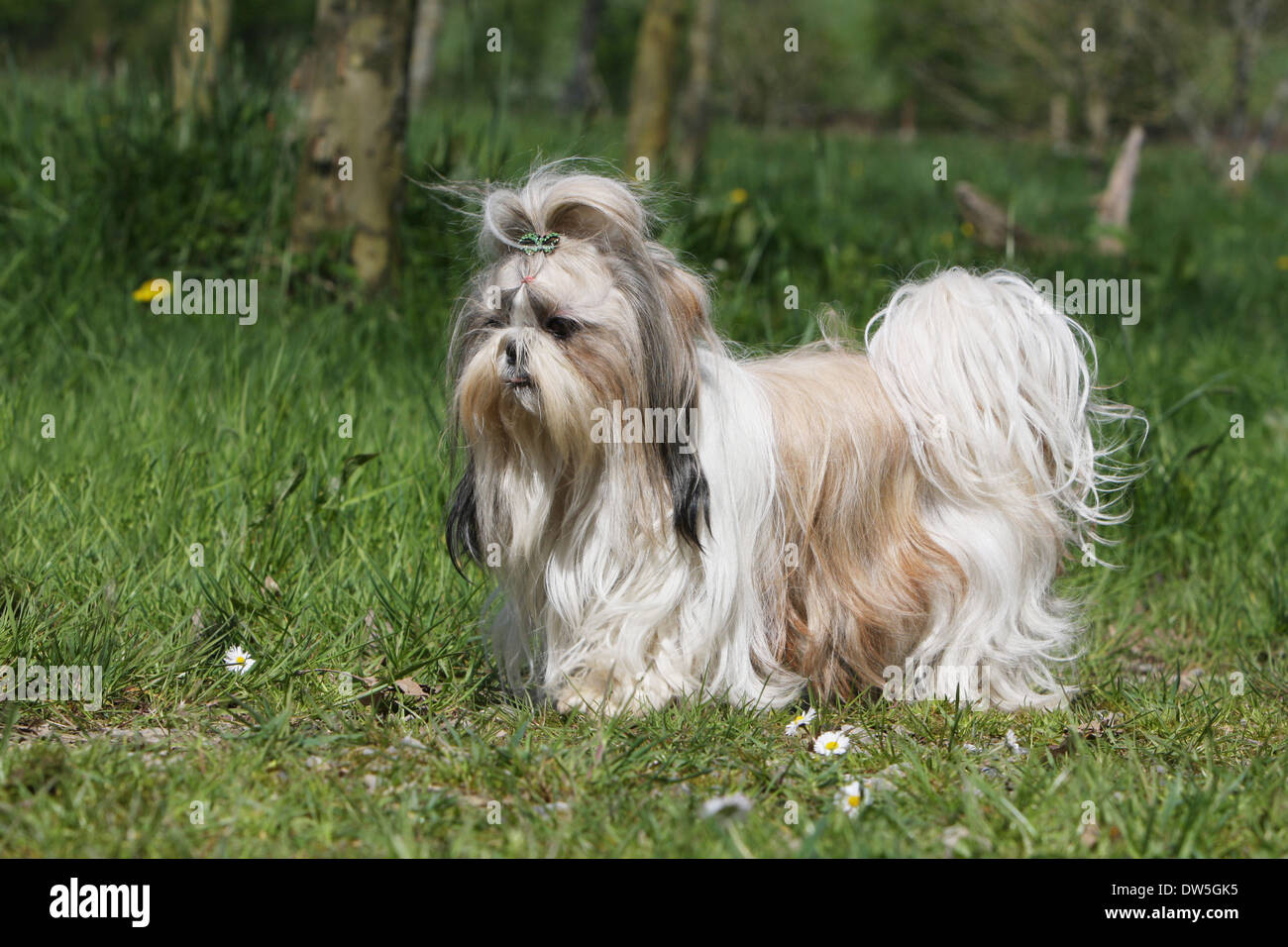 Shih Tzu cane / adulti in piedi in un prato Foto Stock