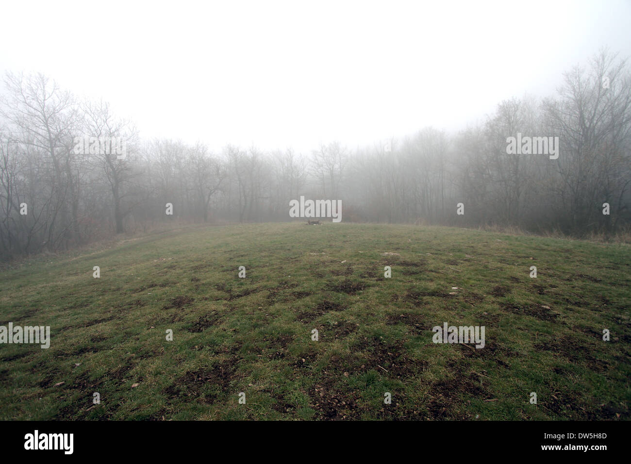 Il clima temperato di latifoglie foresta invernale in un giorno di nebbia Foto Stock