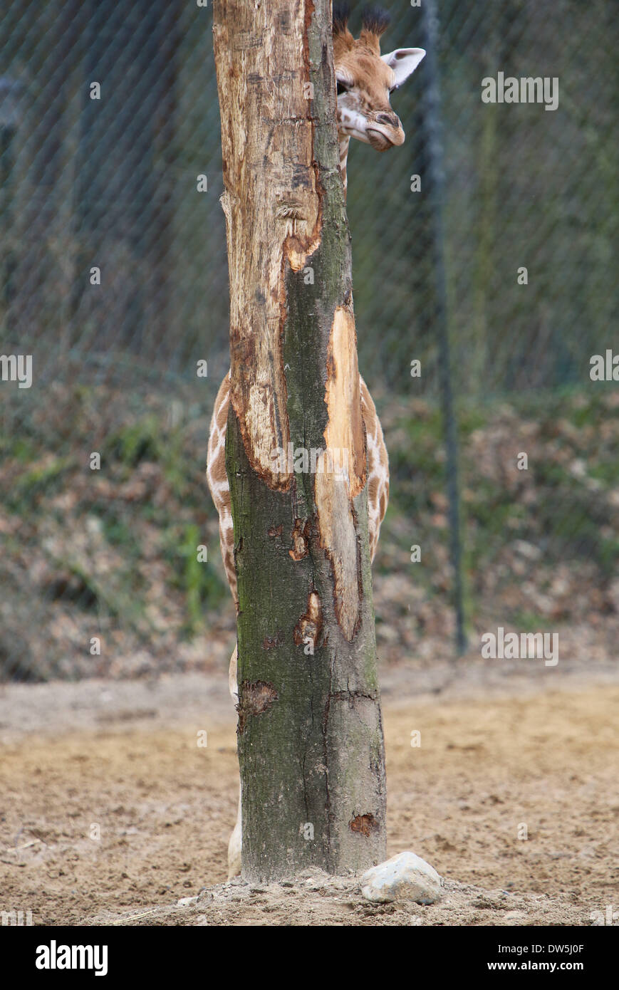 Arnhem, Paesi Bassi. Il 28 febbraio 2014. ARNHEM - pieghevole. Il suo nome è Jasmien e lei è probabilmente il più timido giraffe nel mondo. Comprensibile, se sei appena nato. Jasmien è il terzo giraffe che è nato in un periodo di un mese a Hamburger' Zoo nella città olandese di Arnhem. In un tempo così breve tre nascite di una giraffa in uno zoo è molto speciale. Venerdì 28-2-2014 era consentito di andare fuori con la madre Jana. Ma con i visitatori attorno, lei preferisce nascondere dietro ad un albero. E che appena si inserisce. quasi. Foto: VidiPhoto dpa - - Credito: dpa picture alliance/Alamy Live News Foto Stock