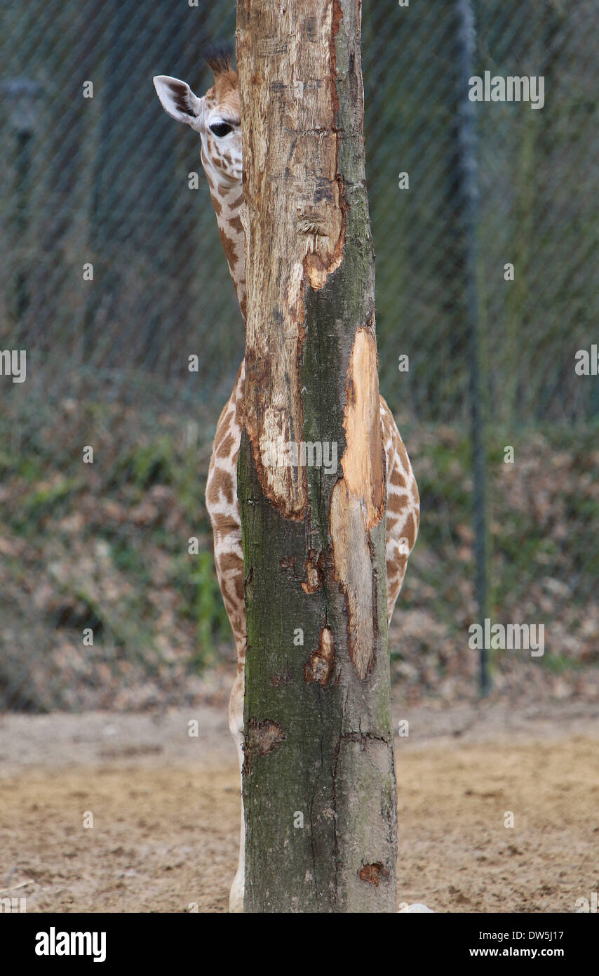 Arnhem, Paesi Bassi. Il 28 febbraio 2014. ARNHEM - pieghevole. Il suo nome è Jasmien e lei è probabilmente il più timido giraffe nel mondo. Comprensibile, se sei appena nato. Jasmien è il terzo giraffe che è nato in un periodo di un mese a Hamburger' Zoo nella città olandese di Arnhem. In un tempo così breve tre nascite di una giraffa in uno zoo è molto speciale. Venerdì 28-2-2014 era consentito di andare fuori con la madre Jana. Ma con i visitatori attorno, lei preferisce nascondere dietro ad un albero. E che appena si inserisce. quasi. Foto: VidiPhoto dpa - - Credito: dpa picture alliance/Alamy Live News Foto Stock