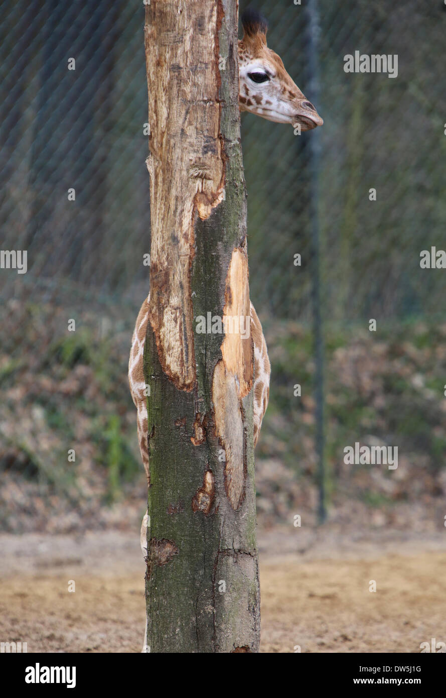 Arnhem, Paesi Bassi. Il 28 febbraio 2014. ARNHEM - pieghevole. Il suo nome è Jasmien e lei è probabilmente il più timido giraffe nel mondo. Comprensibile, se sei appena nato. Jasmien è il terzo giraffe che è nato in un periodo di un mese a Hamburger' Zoo nella città olandese di Arnhem. In un tempo così breve tre nascite di una giraffa in uno zoo è molto speciale. Venerdì 28-2-2014 era consentito di andare fuori con la madre Jana. Ma con i visitatori attorno, lei preferisce nascondere dietro ad un albero. E che appena si inserisce. quasi. Foto: VidiPhoto dpa - - Credito: dpa picture alliance/Alamy Live News Foto Stock