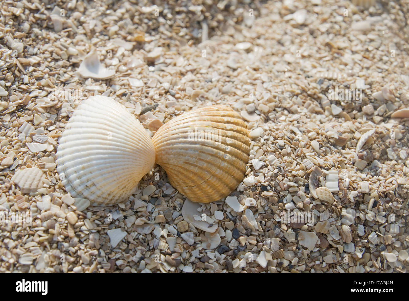 Due conchiglie su una spiaggia di sabbia, concetto romantico Foto Stock