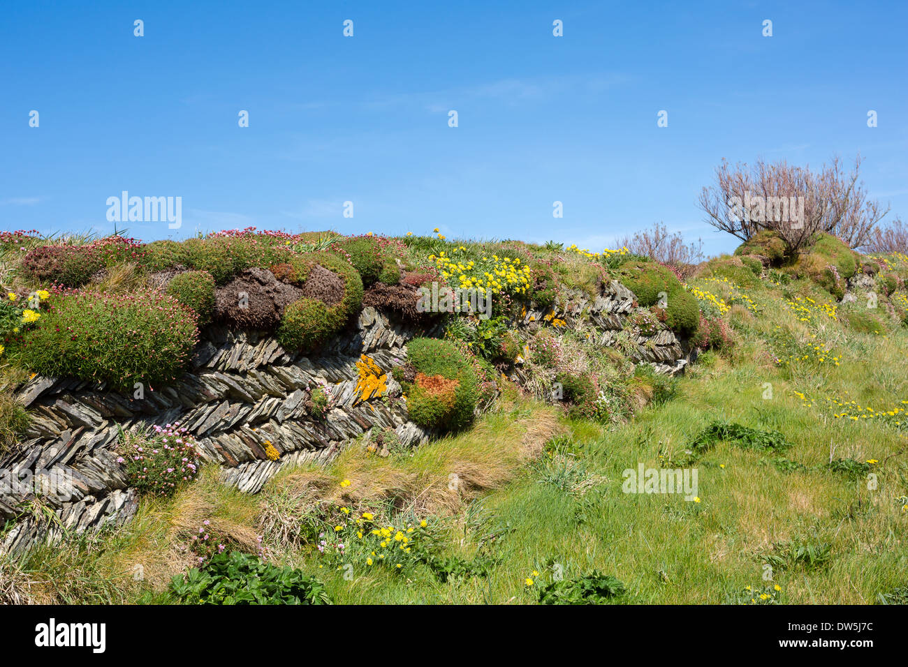 Cornish Jack e Jill secco muro di pietra con fiori selvatici che crescono su esso in prossimità di Bedruthan Steps Cornwall Regno Unito Foto Stock