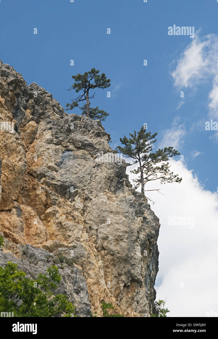 Due pini su un alta rupe, vista dal basso Foto Stock