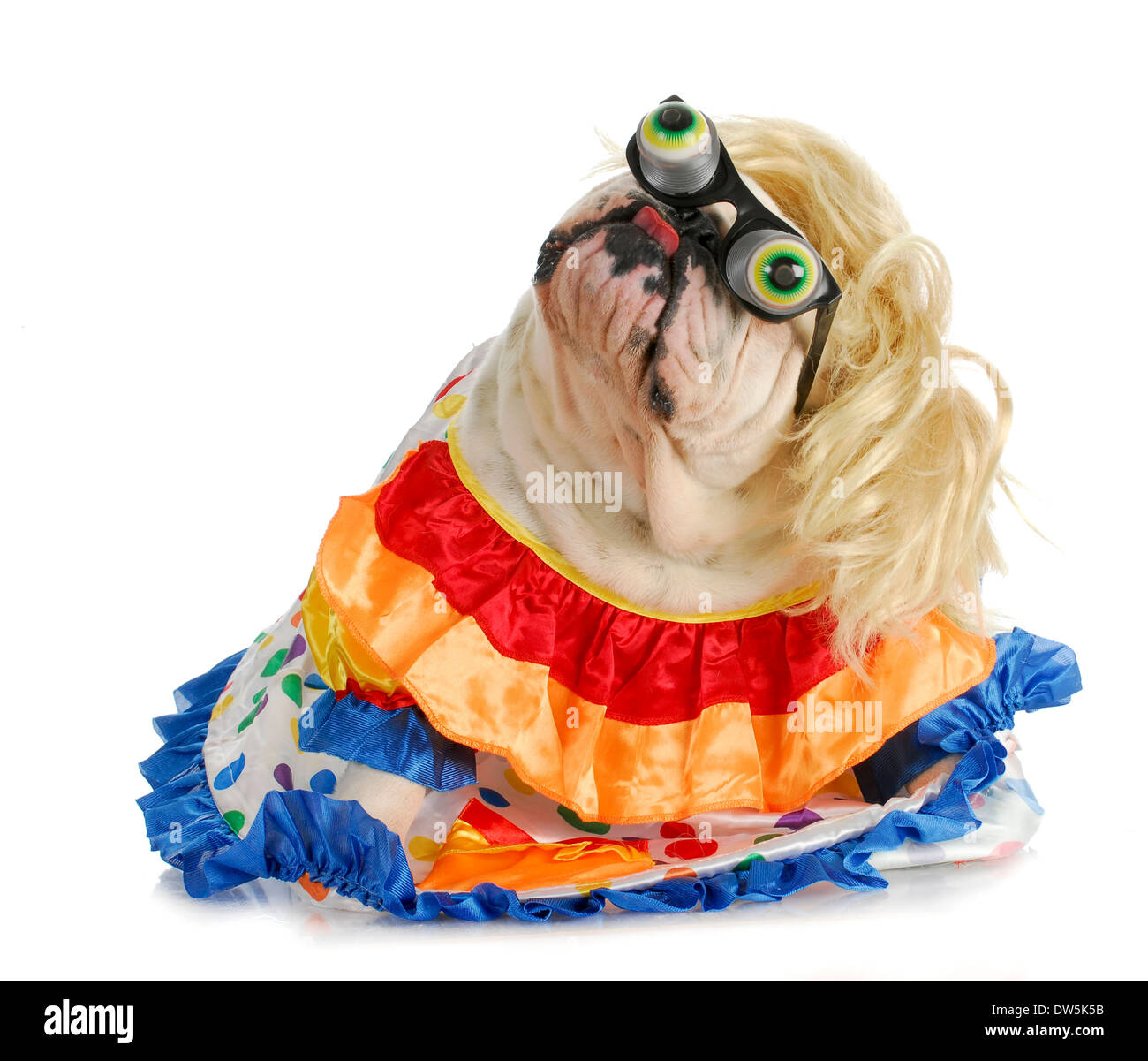 Silly dog - Bulldog inglese vestito come un clown su sfondo bianco Foto Stock