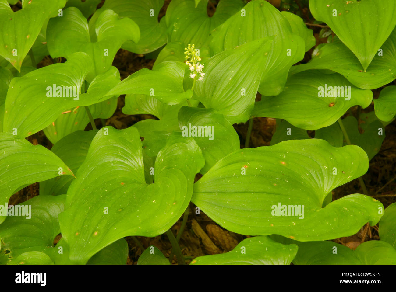 Wild il giglio della valle (Maianthemum canadensis) in Bloom, Siuslaw National Forest, Oregon Foto Stock