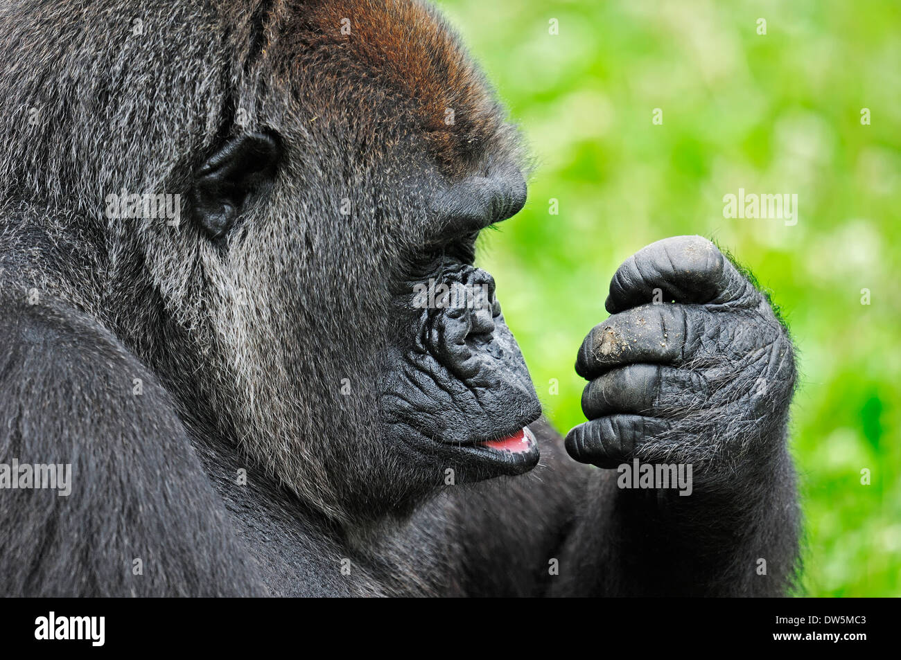 Pianura occidentale (Gorilla Gorilla gorilla gorilla), femmina Foto Stock