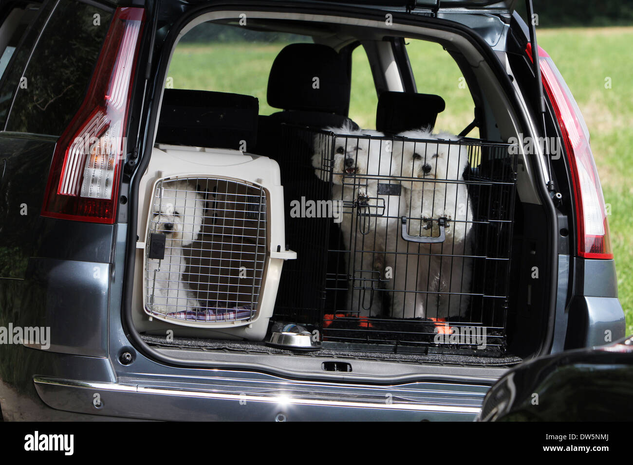 Cane Bichon Frise / tre adulti che viaggiano in gabbie nel bagagliaio della vettura Foto Stock