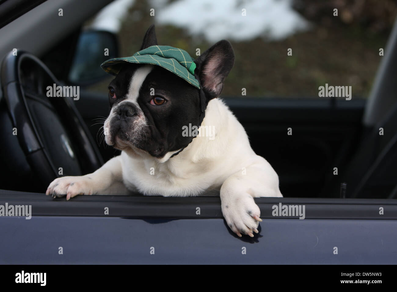 Cane bulldog francese Bouledogue / Français / adulti guardando fuori della finestra auto Foto Stock