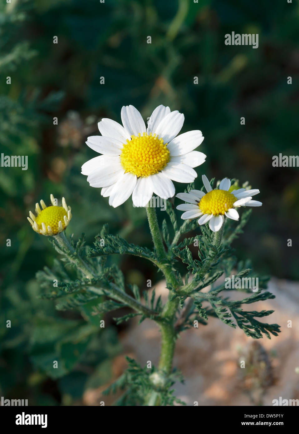 Daisy bianca in natura Foto Stock