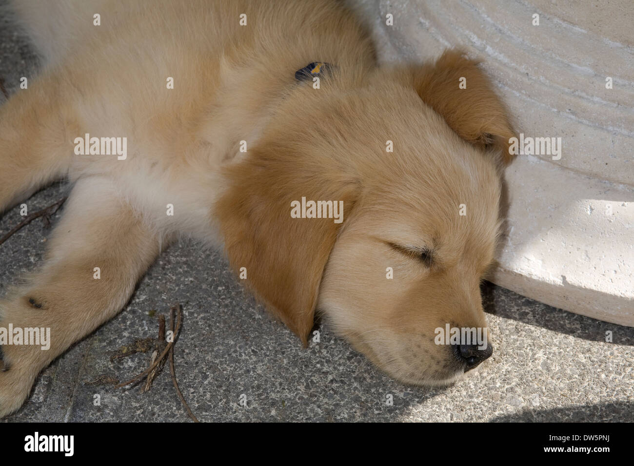 Mylo, 10 settimane vecchio Golden Retriever cucciolo, testa giacente in ombra dalla simulazione di tavolo in pietra sul patio Foto Stock