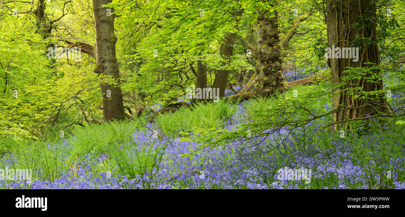 Bluebell woodland in legno dei Priori, Portbury, Avon, Inghilterra. Molla (maggio) 2013. Foto Stock