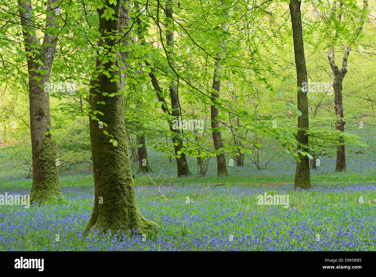 Bluebell boschi nel Parco Nazionale di Exmoor, Somerset, Inghilterra. Molla (maggio) 2013. Foto Stock
