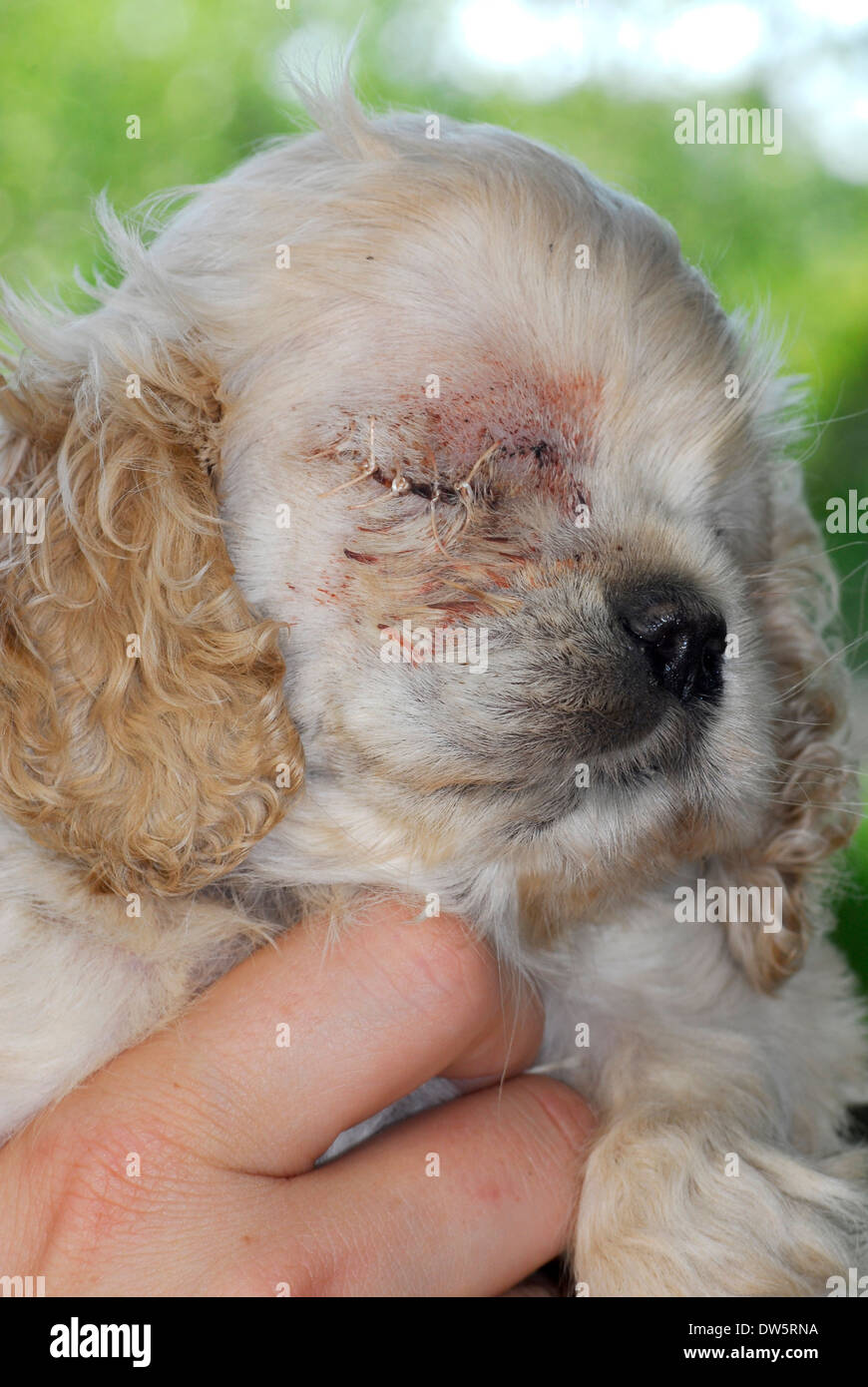 Assistenza veterinaria - cocker spaniel cucciolo un giorno post-op da avere occhio rimossa - glaucoma congenito Foto Stock