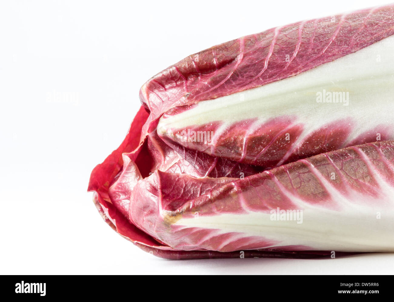 Radichio è un perenne cicoria a foglia con un amaro sapore speziato e utilizzato un vegetale, bollito, alla griglia o arrosto. Foto Stock Radichio è un perenne cicoria a foglia con un amaro sapore speziato e utilizzato un vegetale, bollito, alla griglia o arrosto. Foto Stock