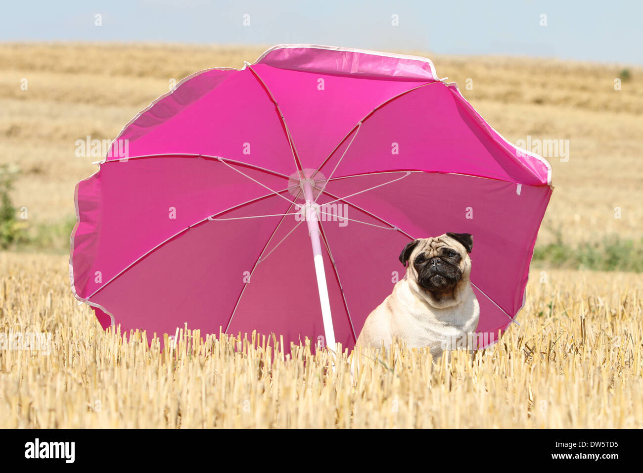 Cane Pug / Carlin / Mops / adulti seduti in un campo sotto un ombrello Foto Stock