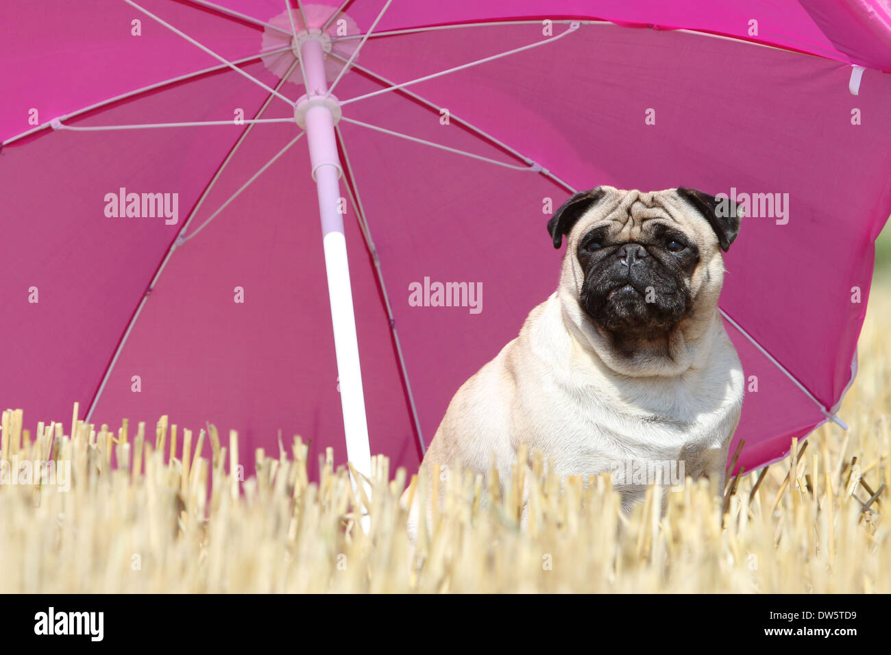 Dog pug carlin mops adult immagini e fotografie stock ad alta risoluzione -  Alamy