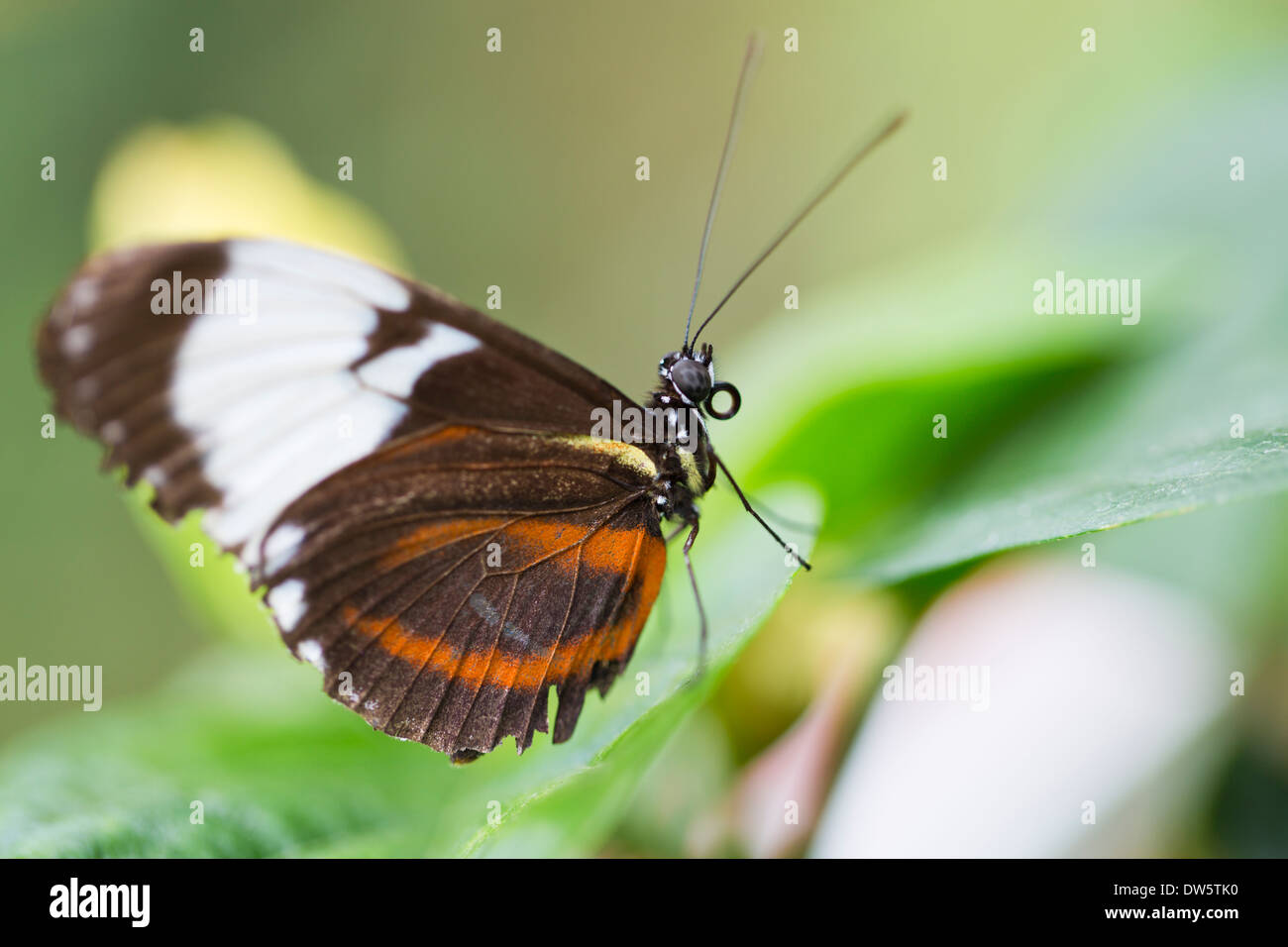 Portalettere Butterfly Foto Stock