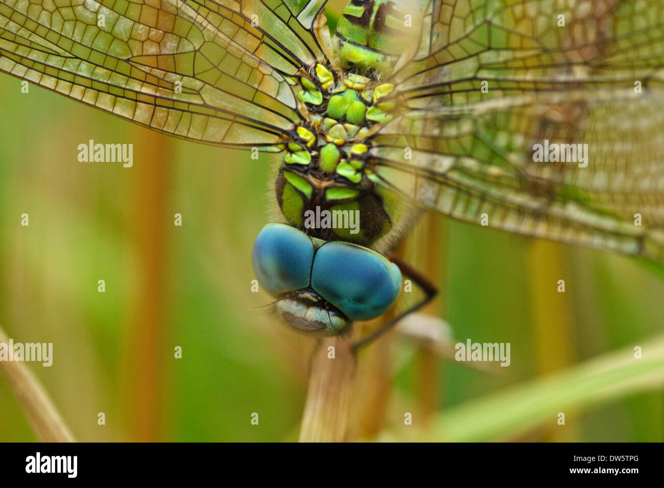 Green Hawker (Aeshna viridis) maschio Foto Stock