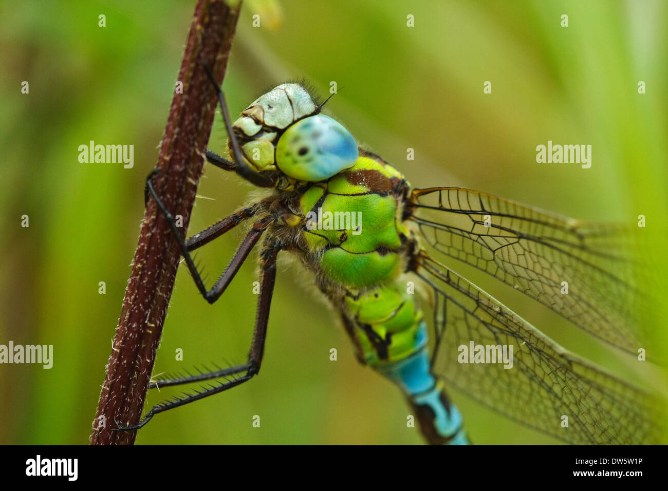 Green Hawker (Aeshna viridis) maschio Foto Stock