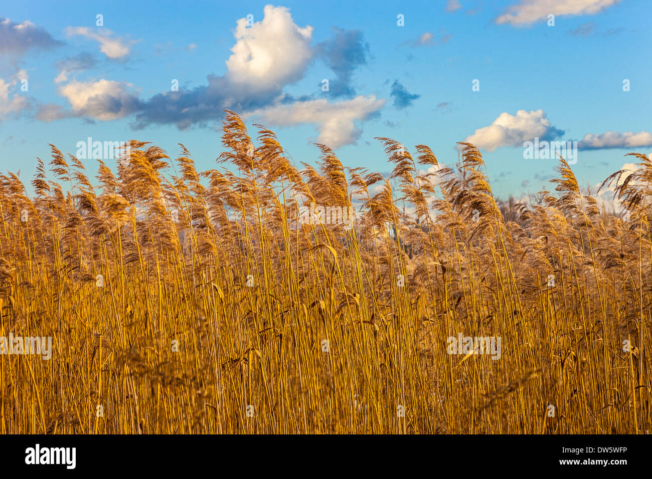 Lungo erba secca nella parte anteriore del cielo blu sullo sfondo. Foto Stock