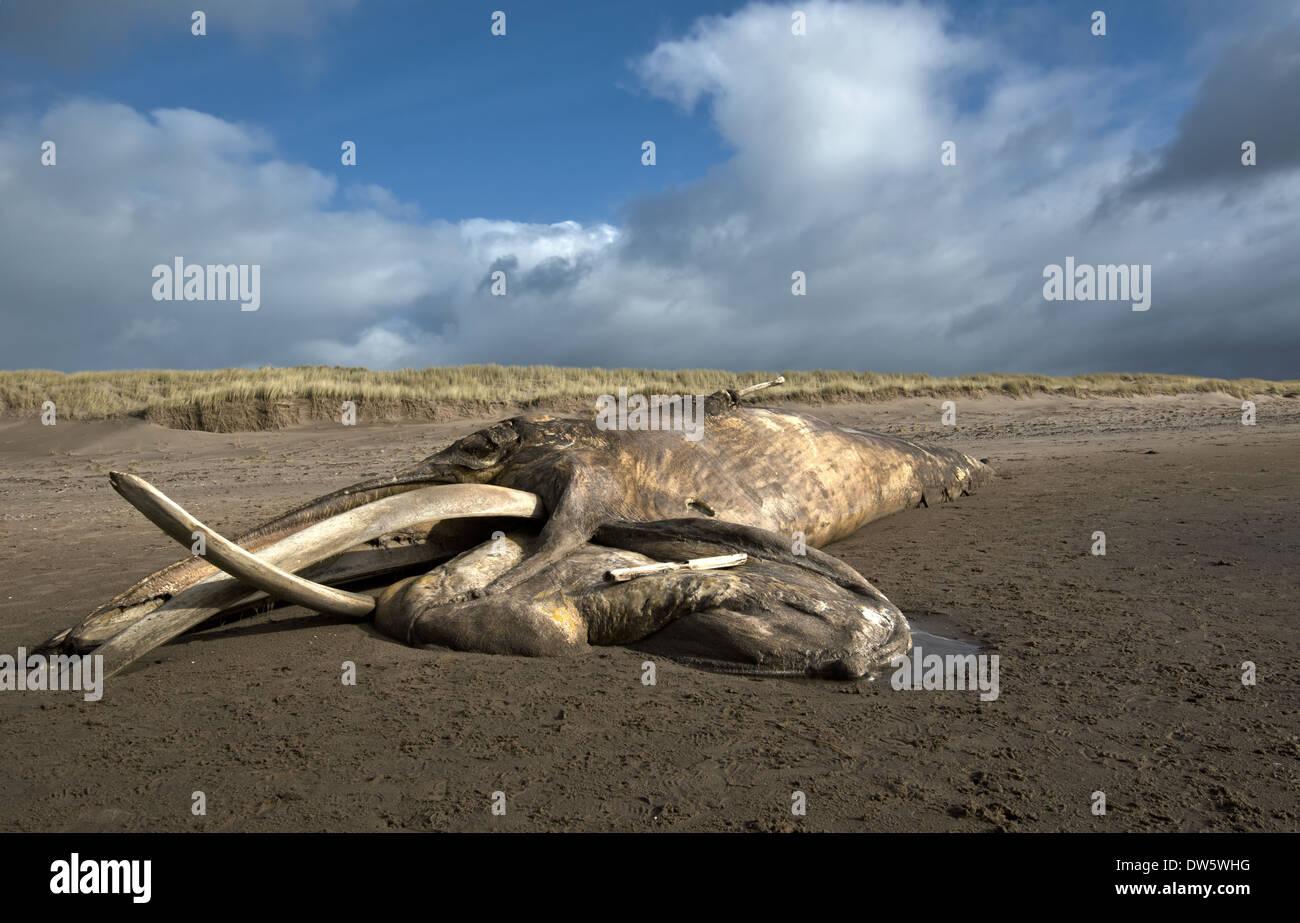 La carcassa di una balena spiaggiata (probabilmente una balena Sei) a Drigg, Cumbria, England, Regno Unito Foto Stock