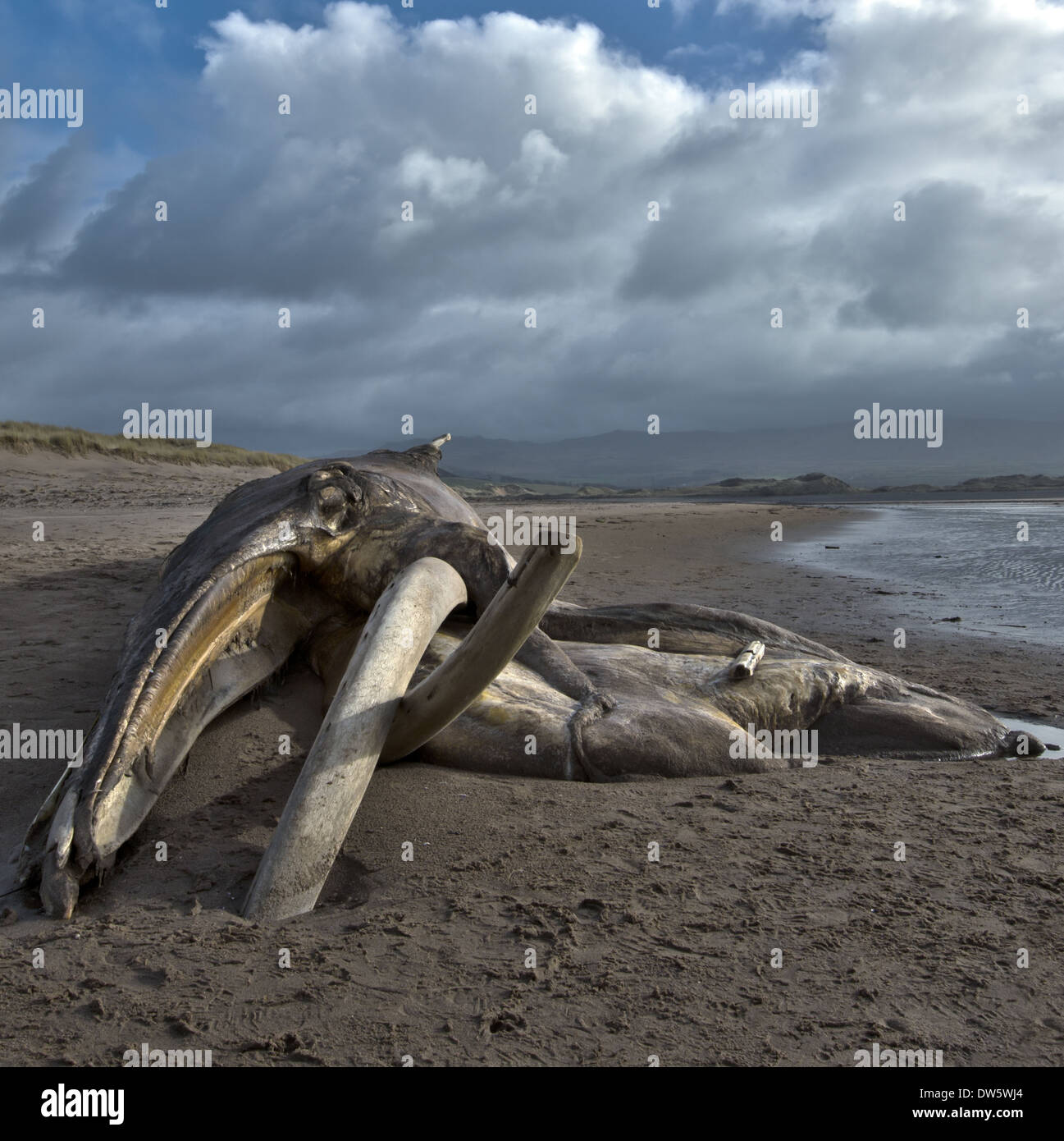 La carcassa di una balena spiaggiata (probabilmente una balena Sei) a Drigg, Cumbria, England, Regno Unito Foto Stock
