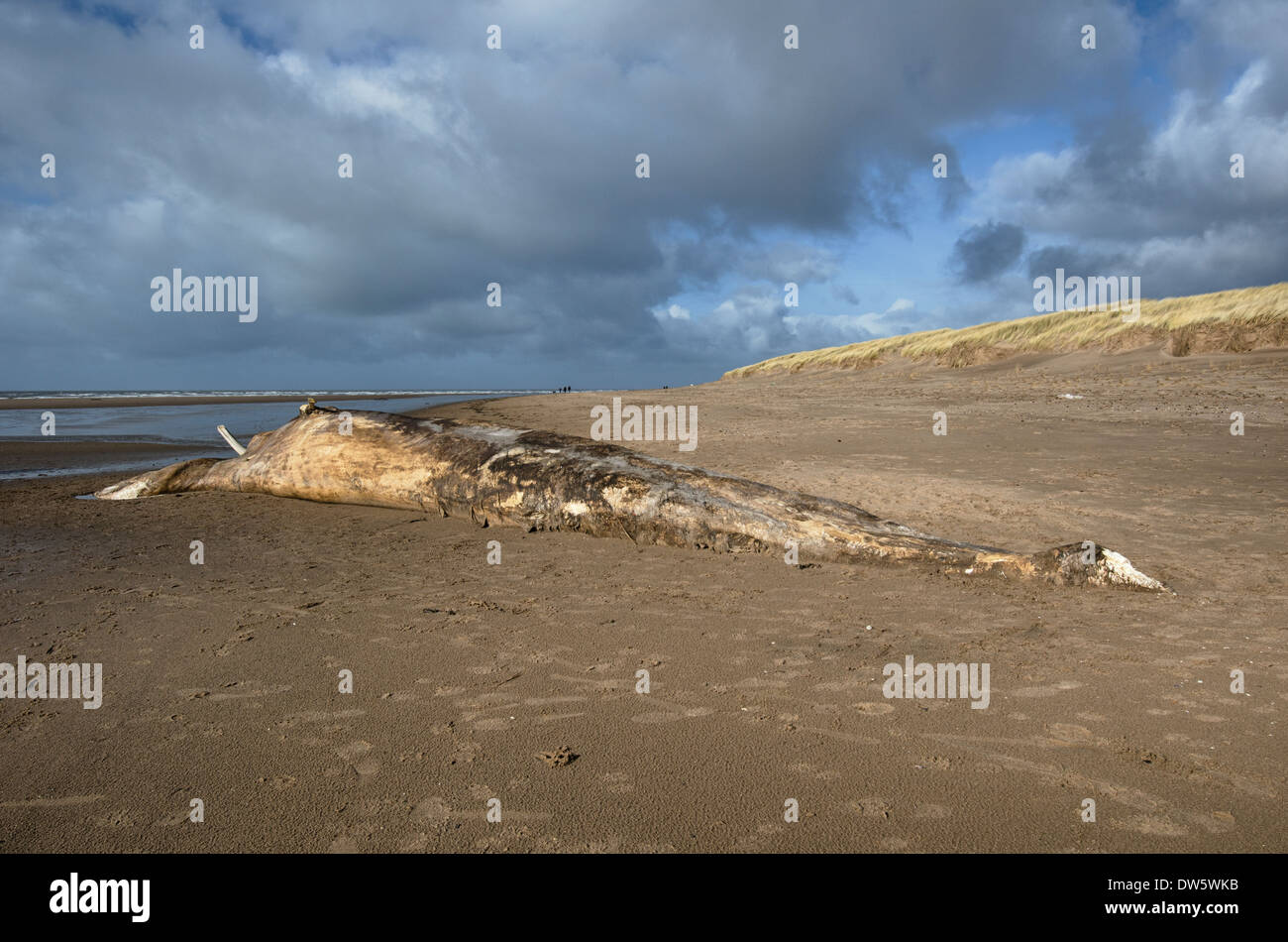 La carcassa di una balena spiaggiata (probabilmente una balena Sei) a Drigg, Cumbria, England, Regno Unito Foto Stock