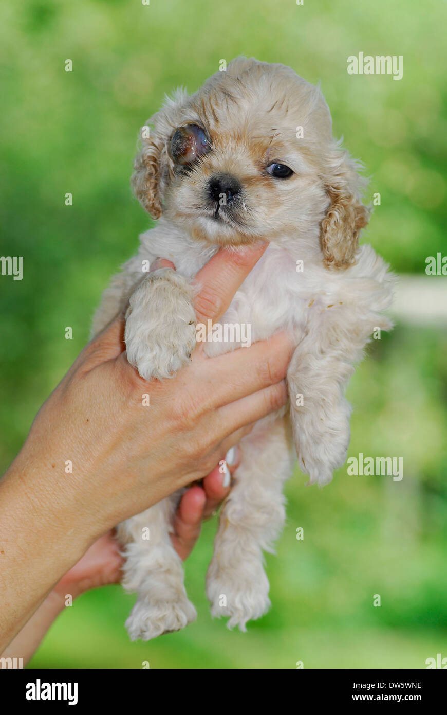 Canine glaucoma - american cocker spaniel con glaucoma canino - 5 settimane Foto Stock