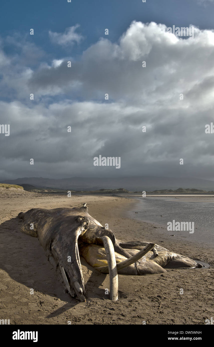 La carcassa di una balena spiaggiata (probabilmente una balena Sei) a Drigg, Cumbria, England, Regno Unito Foto Stock