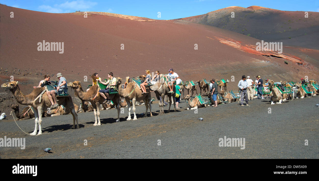 Parco Nazionale di Timanfaya, Lanzarote, Isole Canarie,giri in cammello Foto Stock