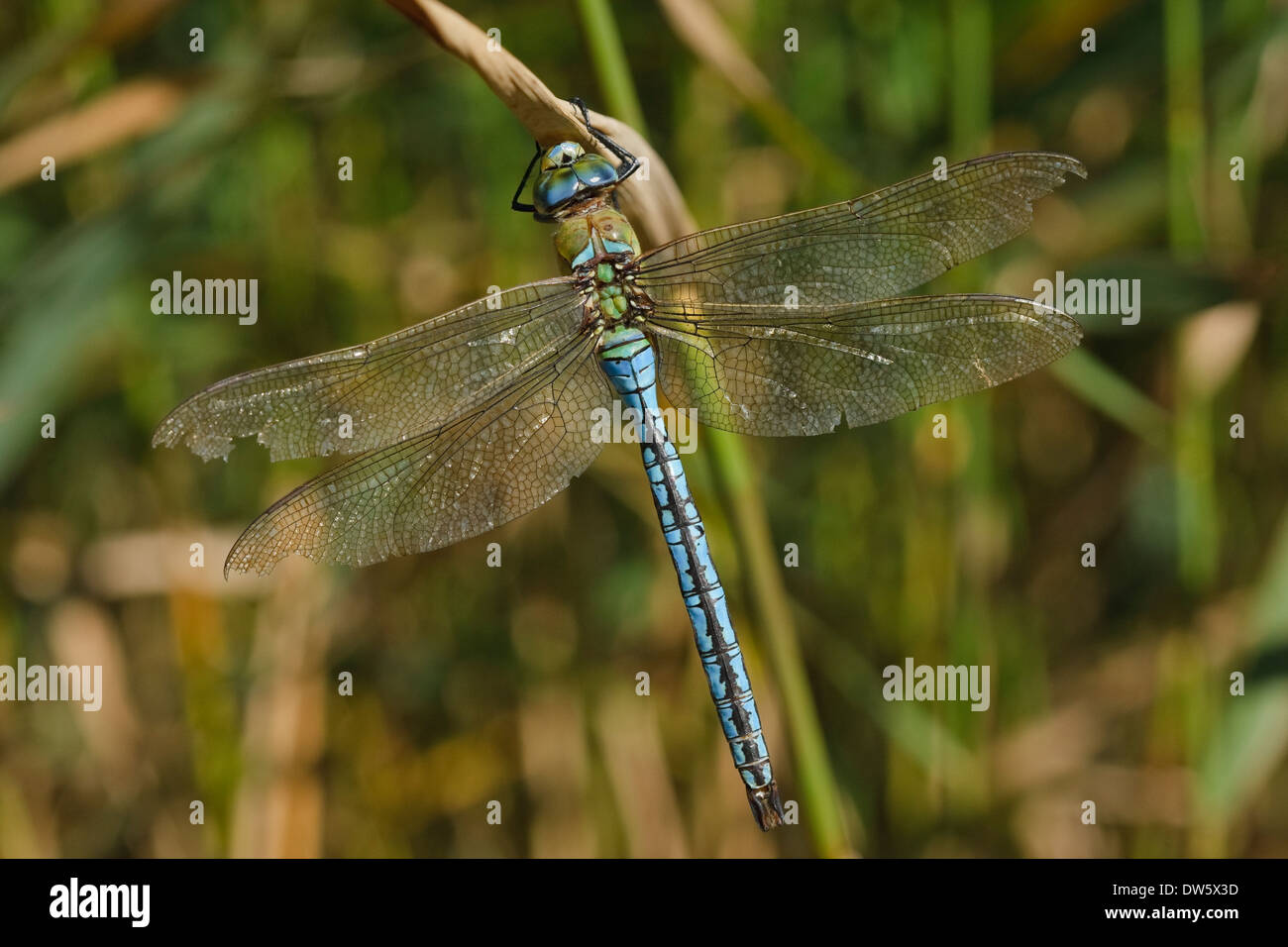 L'imperatore libellula (Anax imperator), maschio Foto Stock