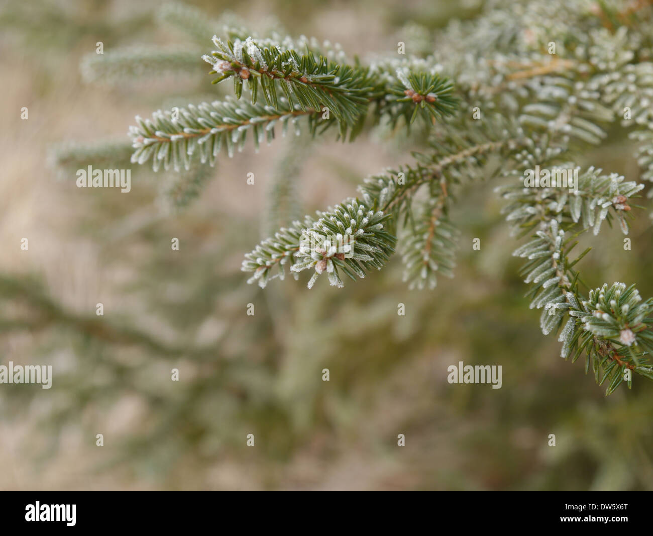 Satinato Bianco abete rosso branch Foto Stock