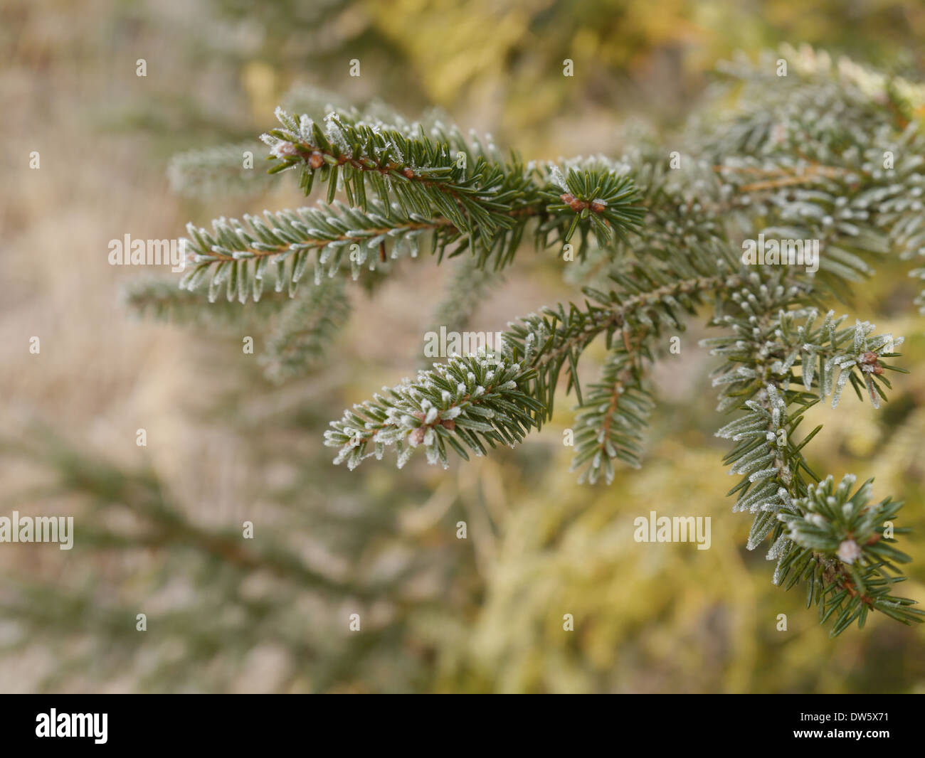 Satinato Bianco abete rosso branch Foto Stock