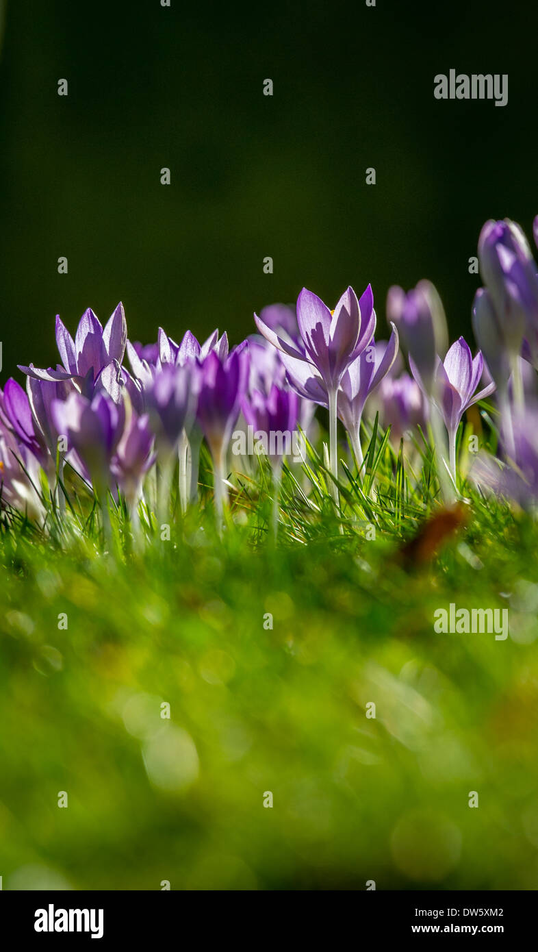 Il piccolo blu e viola fiore di Crocus Foto Stock
