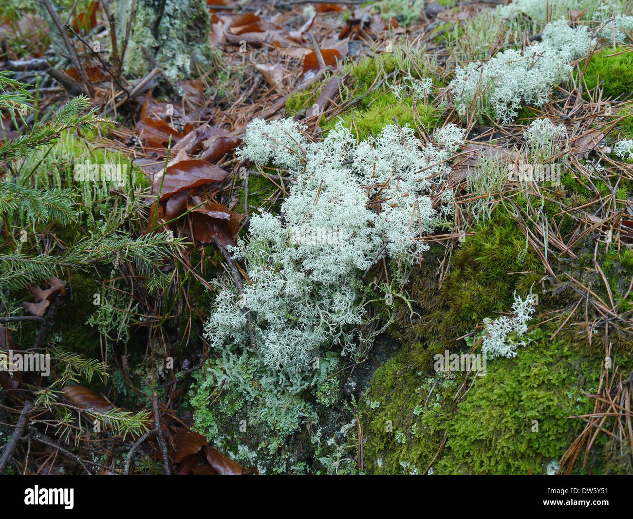 Licheni delle renne su un terreno forestale Foto Stock