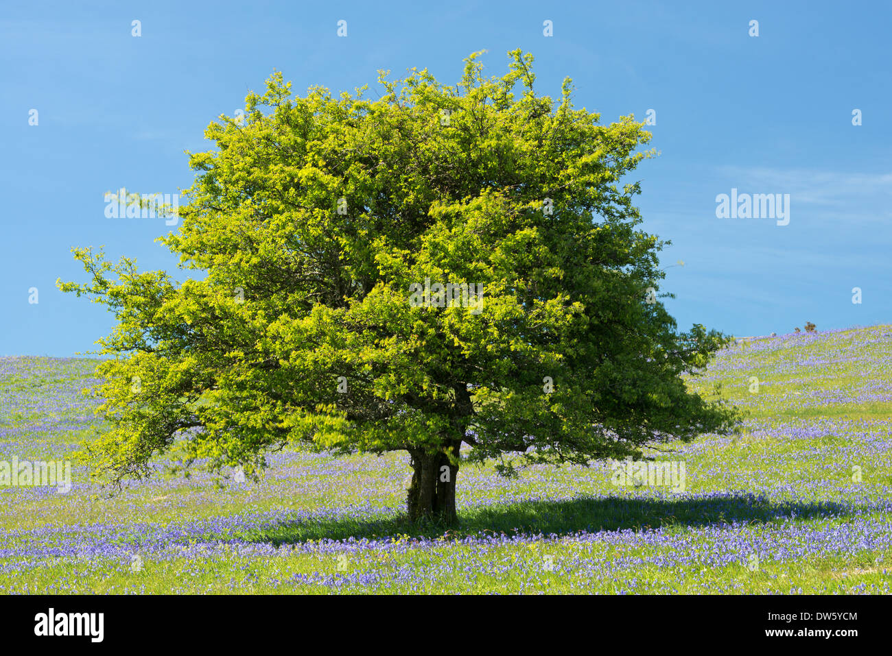 Albero di biancospino e Bluebells flowering Holwell sul prato, Dartmoor Devon, Inghilterra. Molla (Giugno) 2013. Foto Stock