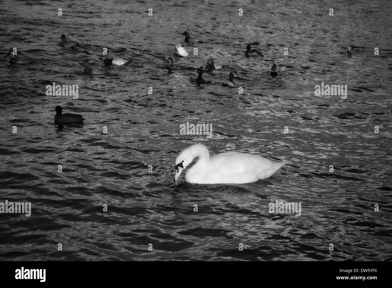 Stormo di uccelli sull'acqua. la natura Foto Stock
