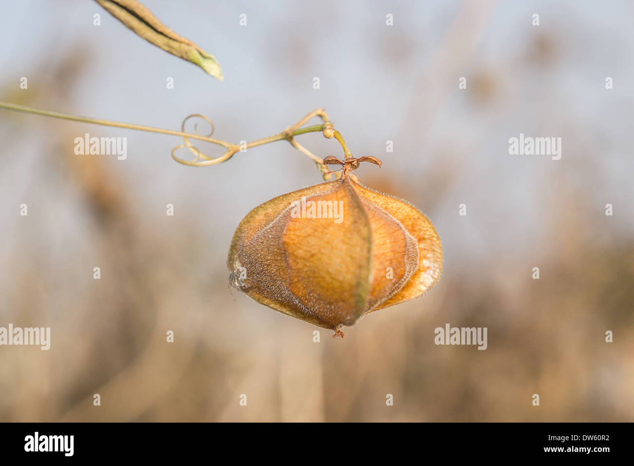Un vitigno che ha un fiore la sua forma simile a una campana, sigillare completamente l'aria all'interno. Foto Stock