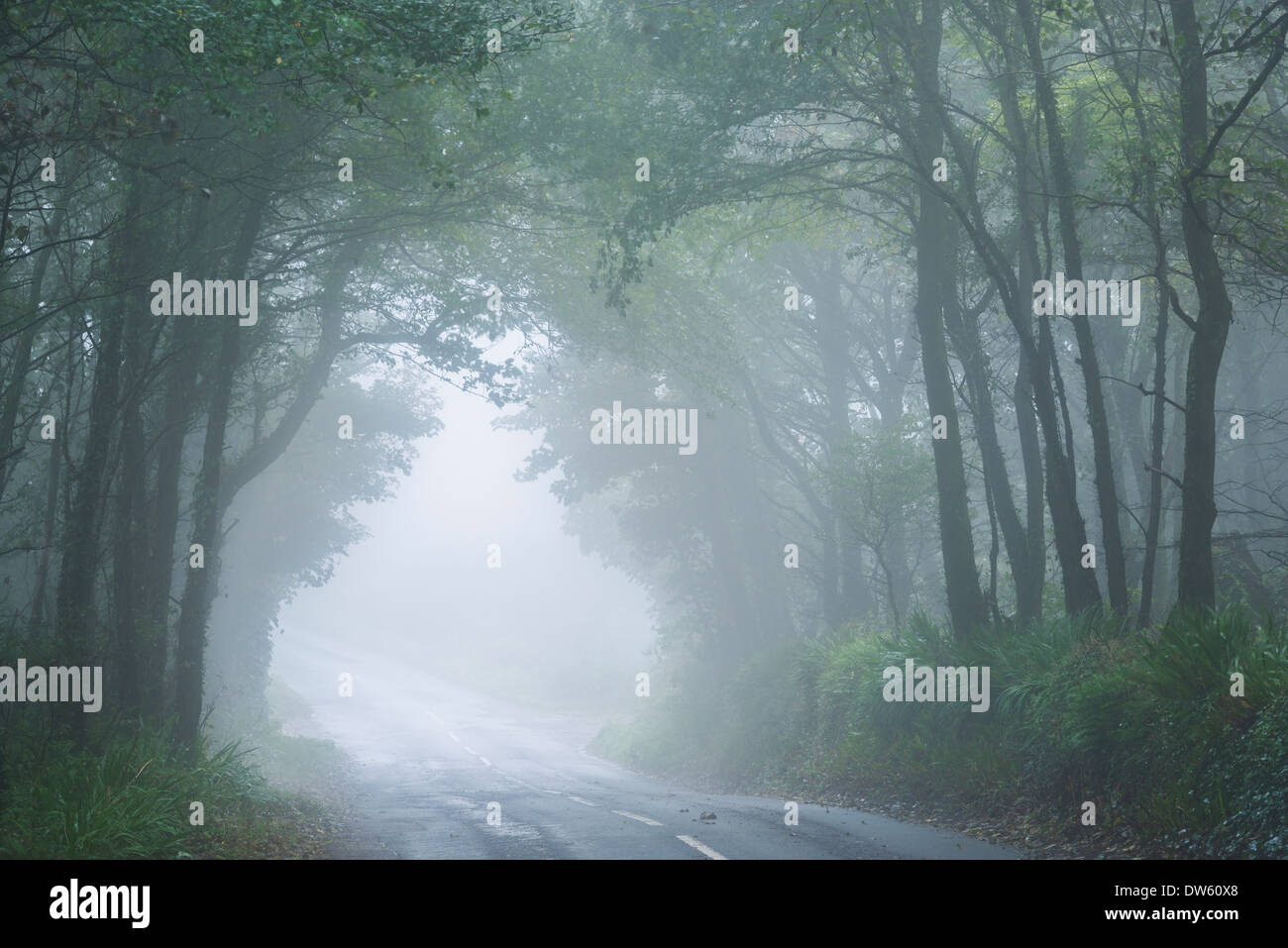 Strada attraverso la nebbia avvolta bosco di latifoglie, Nr Lamorna, Cornwall, Inghilterra. In autunno (settembre) 2013. Foto Stock