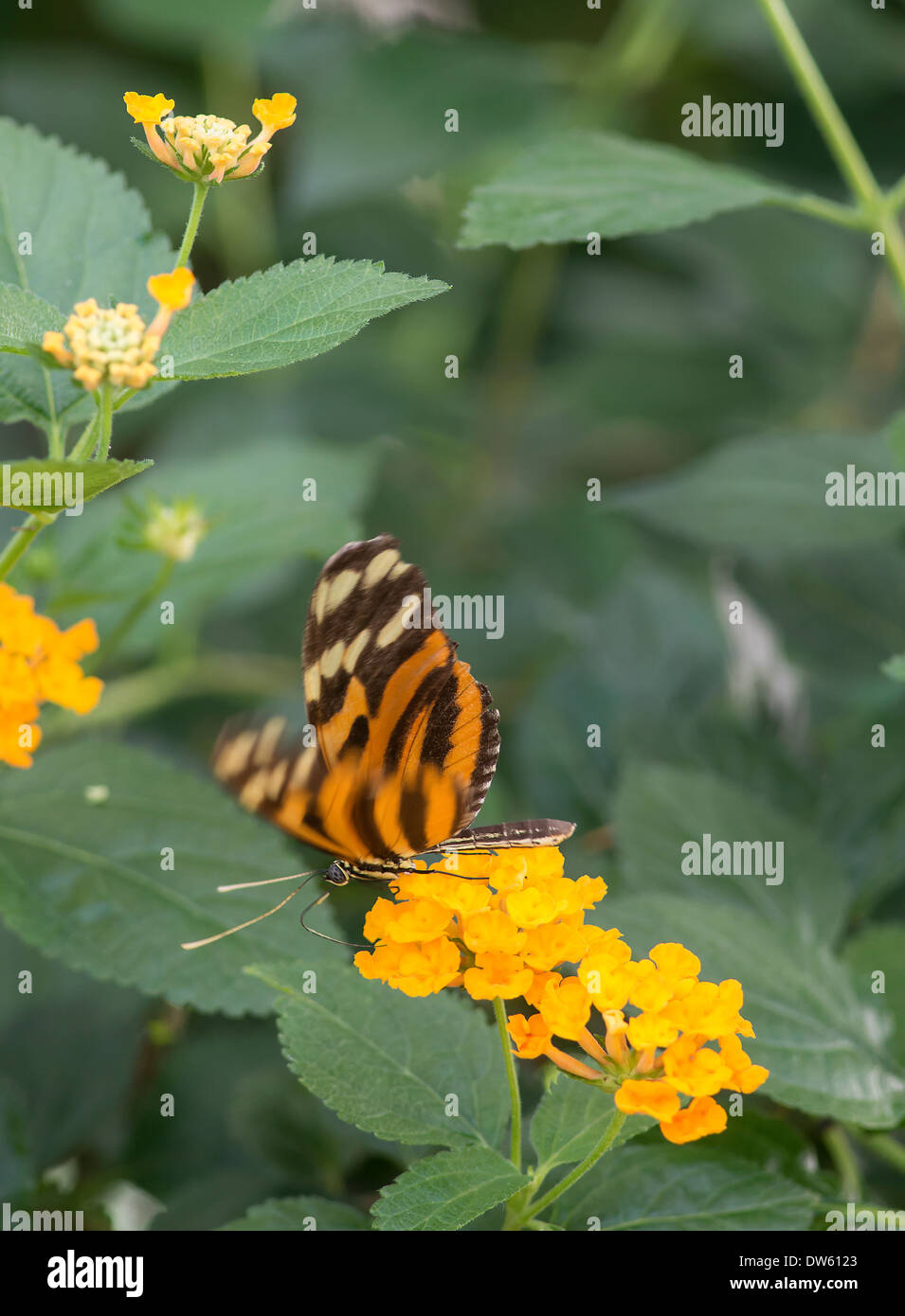 Ismenius Tiger o Tiger Heliconian butterfly (Heliconius ismenius) Foto Stock