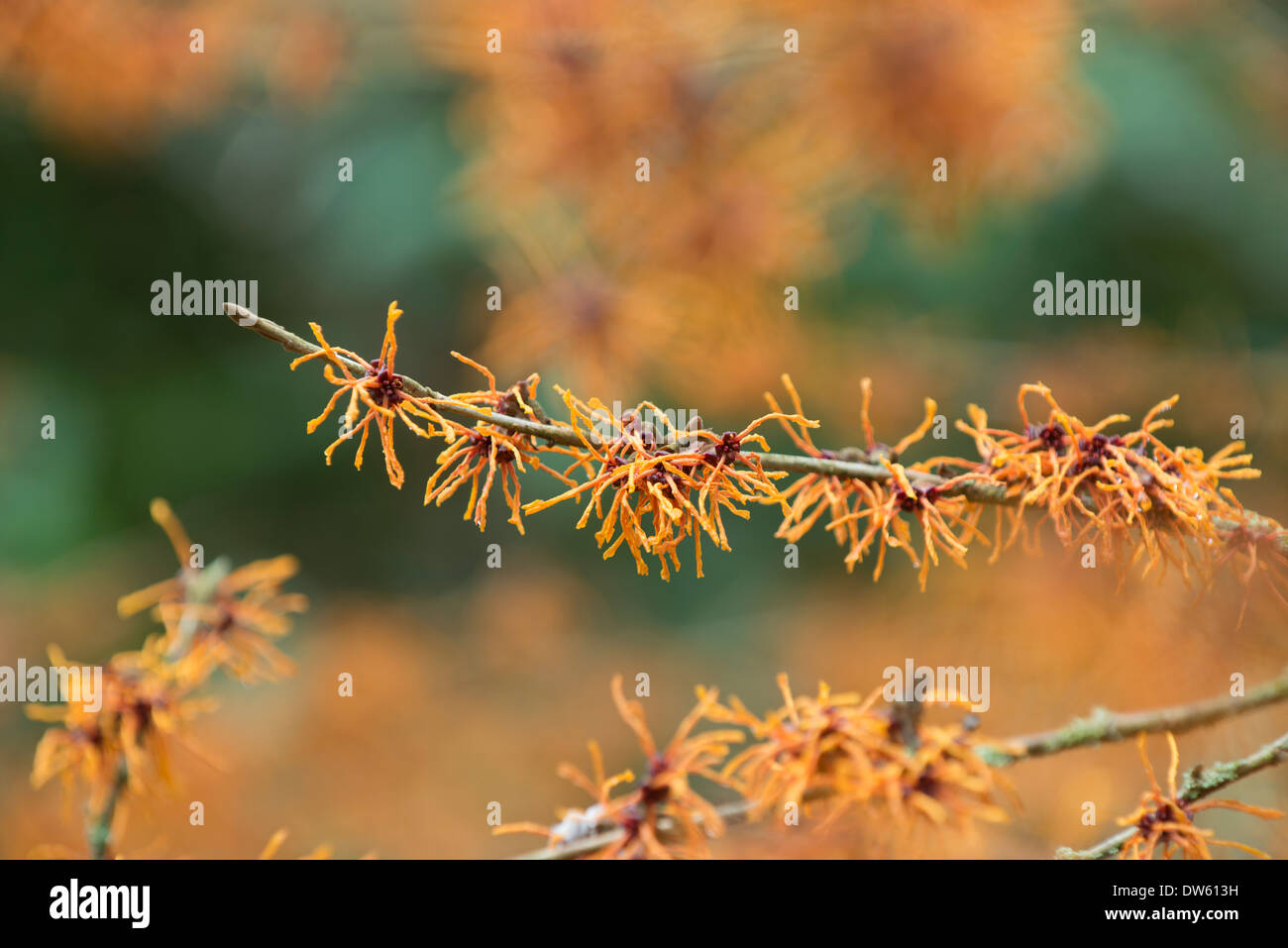 Amamelide: Hamamelis x intermedia "Aphrodite" Foto Stock