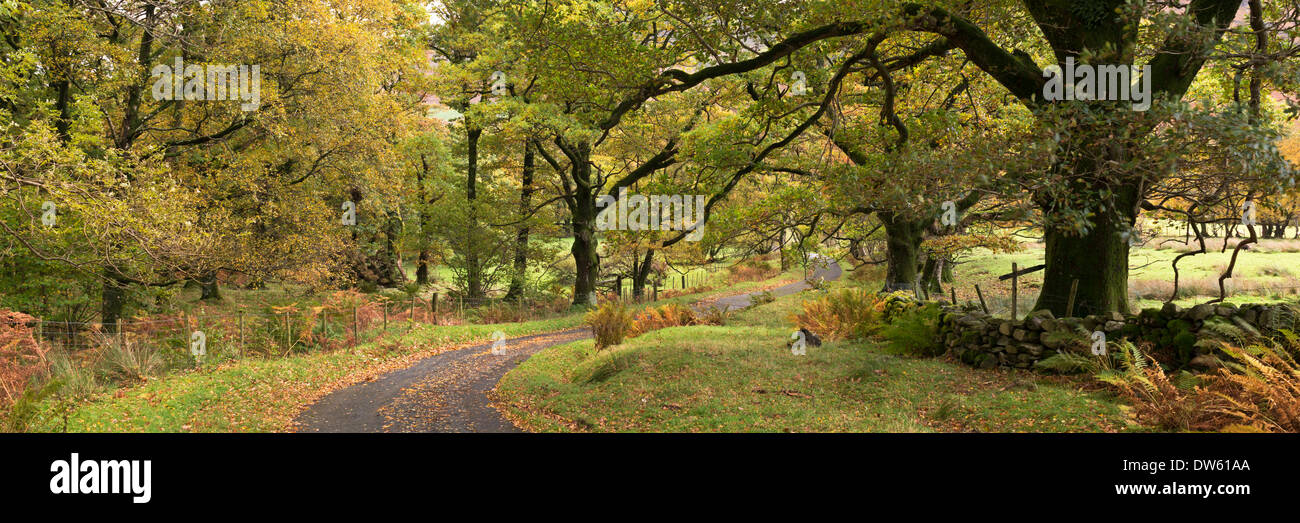 Paese di avvolgimento lane attraverso gli alberi, Newlands Valley, Lake District, Inghilterra. In autunno (Novembre) 2013. Foto Stock
