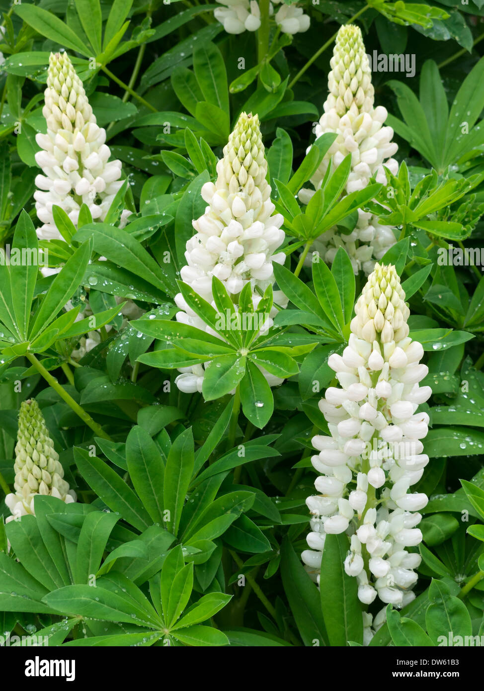 Il lupino bianco fiori in Lincolnshire giardino, England Regno Unito Foto Stock